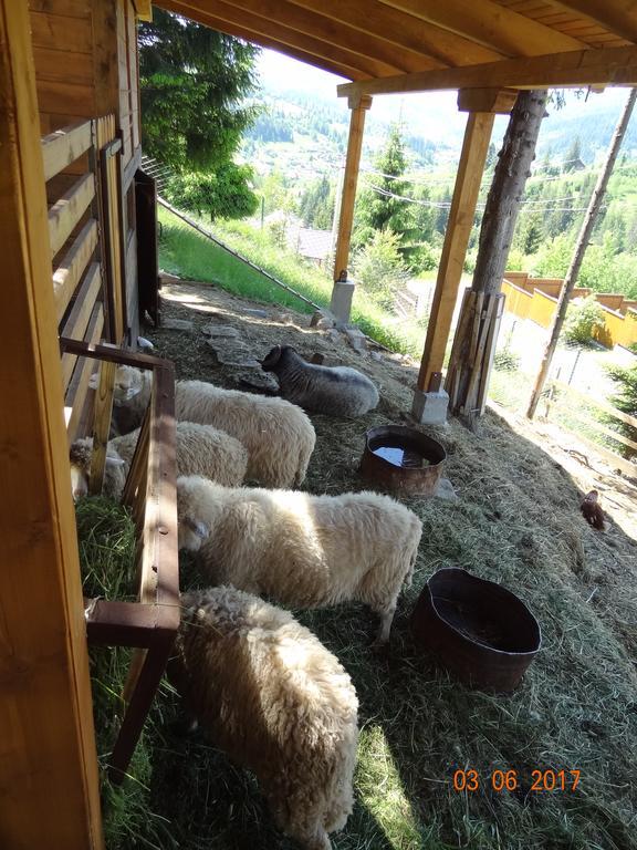 Alpenhof Pansion 3*